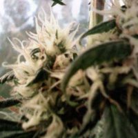 (Bild für) Skunk Haze