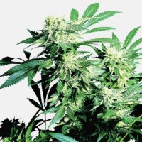 (Bild für) Skunk Kush