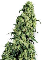 (Bild für) Skunk #1 fem