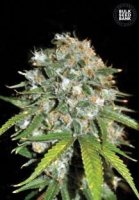 (Bild für) Skunk #99 female