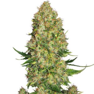 (Bild für) Skunk #1 Automatic