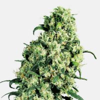 (Bild für) Skunk #1