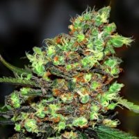 (Bild für) Skunk #1 5 fem