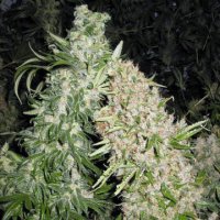 (Bild für) Skunk Special female