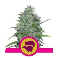 (Bild für) Skunk #1 XL fem / reg