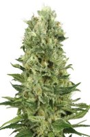 (Bild für) Skunk Automatic fem