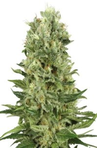 (Bild für) Skunk Automatic fem