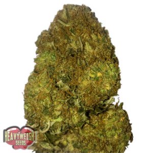 (Bild für) Skunky Monkey Auto fem