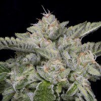 (Bild für) Skywalka Ghost Kush fem