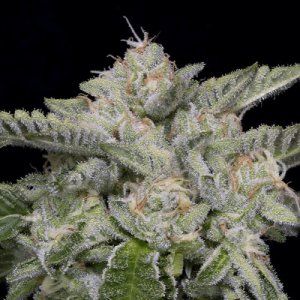 (Bild für) Skywalka Ghost Kush fem
