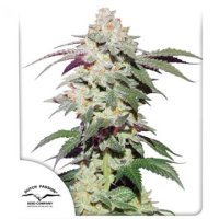 (Bild für) Skywalker Haze