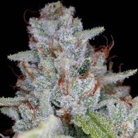 (Bild für) Skywalker OG Kush fem