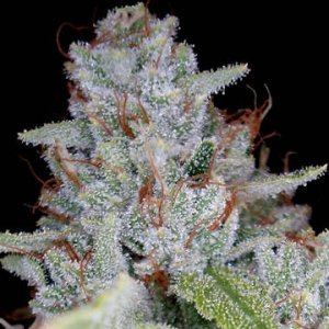 (Bild für) Skywalker OG Kush fem