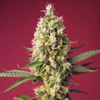 (Bild für) Skywalker OG Runtz XL Auto fem