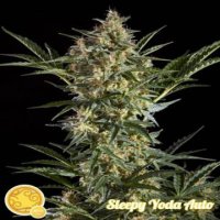 (Bild für) Sleepy Yoda Auto fem