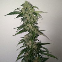 (Bild für) Soft Ice Auto female