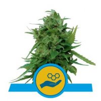 (Bild für) Solomatic CBD feminized