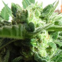 (Bild für) ApeOrigin Somango 5 fem
