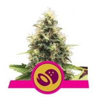 (Bild für) Somango XL feminized