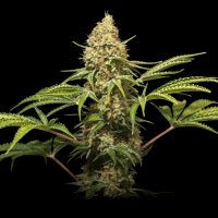 (Bild für) Sour 71 Auto