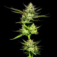 (Bild für) Sour Apple Auto