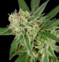 (Bild für) Sour Banana Sherbet