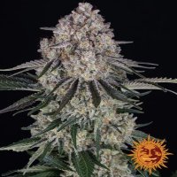 (Bild für) Sour Diesel [Auto]