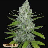 (Bild für) Sour Diesel Auto fem