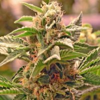 (Bild für) Sour Diesel