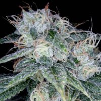 (Bild für) Sour Diesel fem