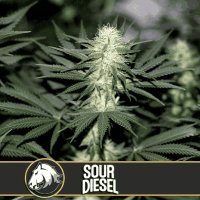 (Bild für) Sour Diesel feminized