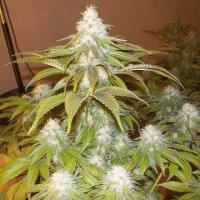 (Bild für) Sour Diesel fem
