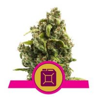 (Bild für) Sour Diesel feminized