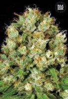(Bild für) Sour Diesel female
