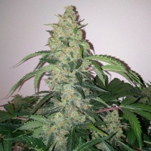 (Bild für) Sour Fruity Diesel Auto