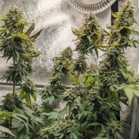 (Bild für) Sour Ghost Face Haze