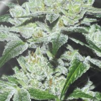(Bild für) Sour Glue fem