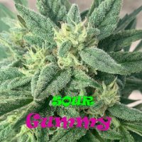 (Bild für) Sour Gummy female