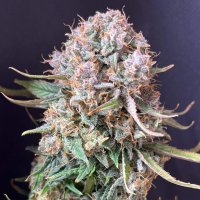 (Bild für) Sour Jealousy Auto fem