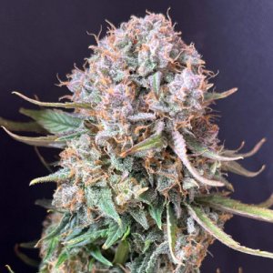 (Bild für) Sour Jealousy Auto fem