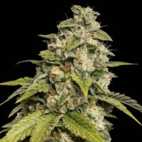 (Bild für) Sour Kush aka Headband fem