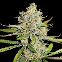 (Bild für) Sour Lemon Haze