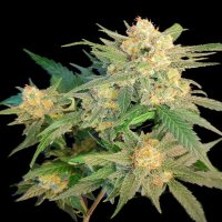 (Bild für) Sour Orange Skunk