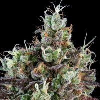 (Bild für) Sour Ripper Auto female