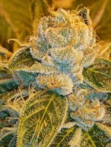 (Bild für) Sour Ripper female