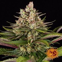 (Bild für) Sour Strawberry