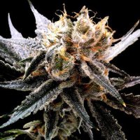 (Bild für) Sour Tangie fem
