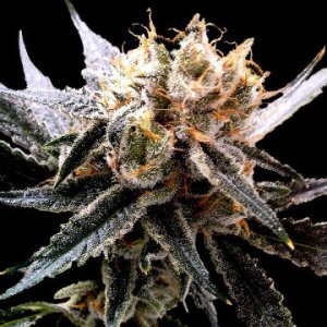 (Bild für) Sour Tangie fem