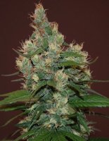 (Bild für) Sour Turbo Diesel fem