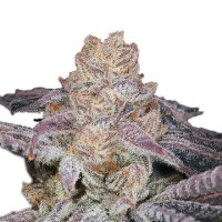 (Bild für) Sour Zkittlez fem